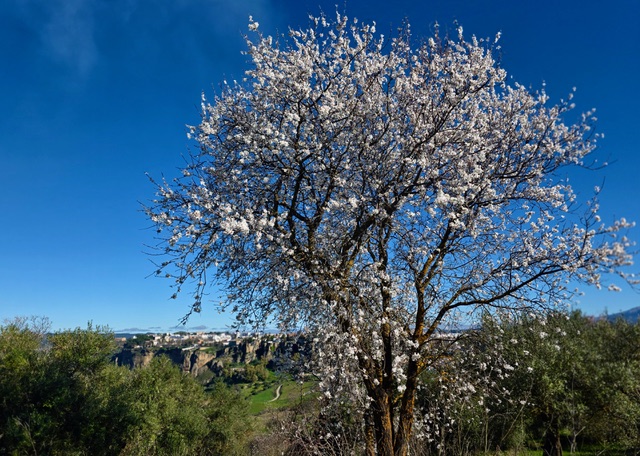 Almond tree with Ronda in the background. Photo © Karethe Linaae
